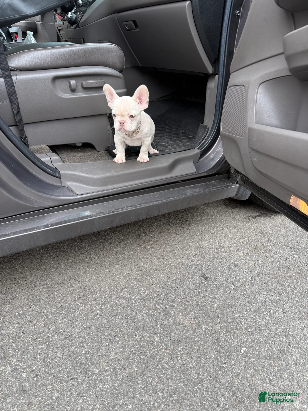 French Bulldog dogs for sale: French Bulldog Puppy 4 - Ad 1