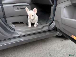 French Bulldog dogs for sale: French Bulldog Puppy 4 - Ad 2