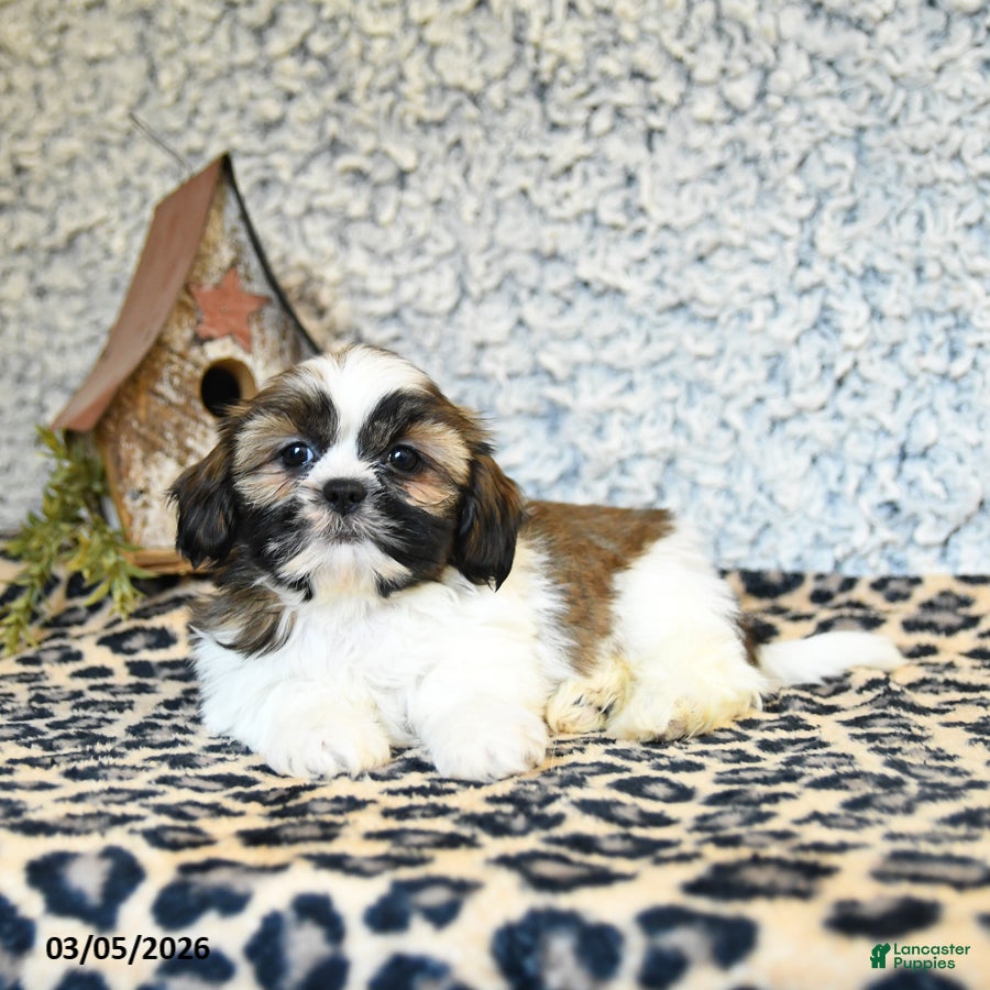 Shih Tzu dogs Dollie - Ad 2