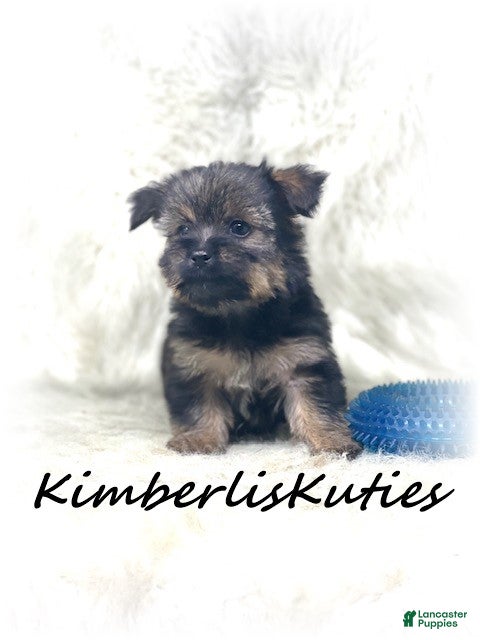 Morkie dogs Morkie Puppy 1 - Ad 6