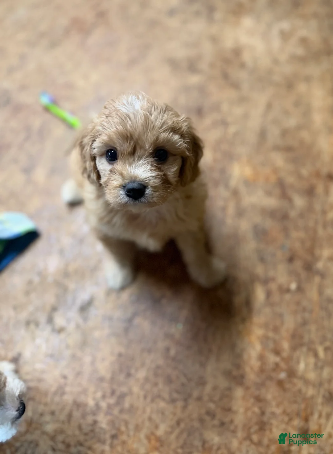 Cavachon dogs for sale: Cavachon Puppy 1 - Ad 2