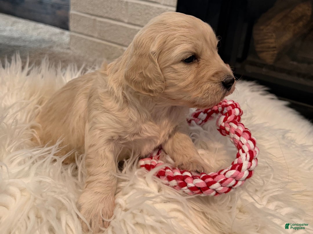 Mini Goldendoodle dogs for sale: Holly - Ad 3