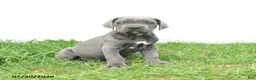 Cane Corso dogs for sale: Rookie - Ad 14