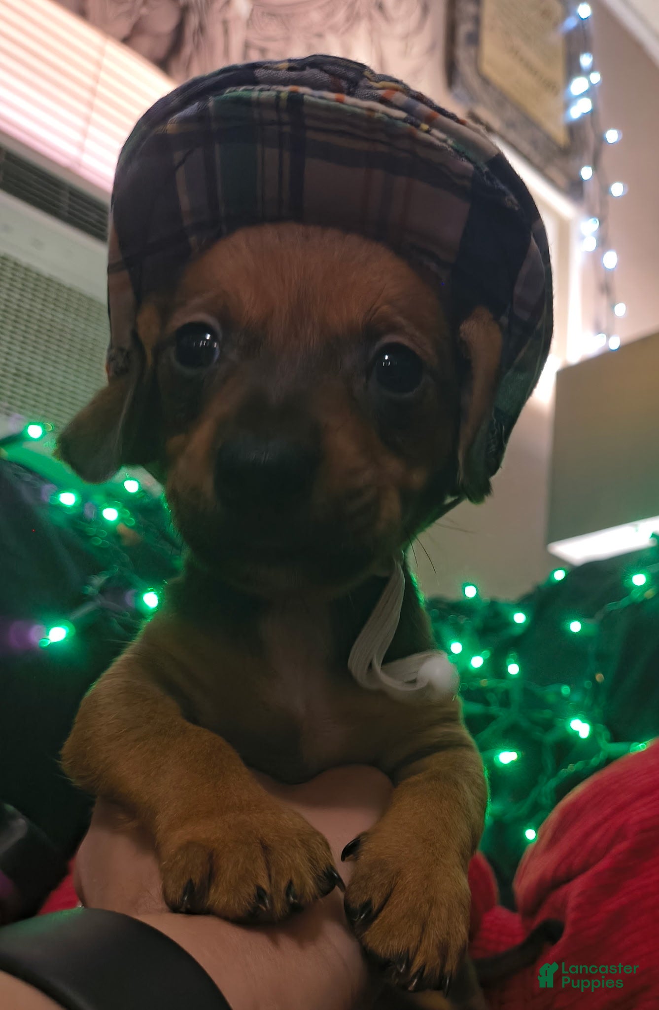 Miniature Dachshund dogs Miniature Dachshund 6 - Ad 2