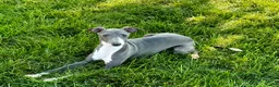 Italian Greyhound dogs for sale: KK - Ad 11