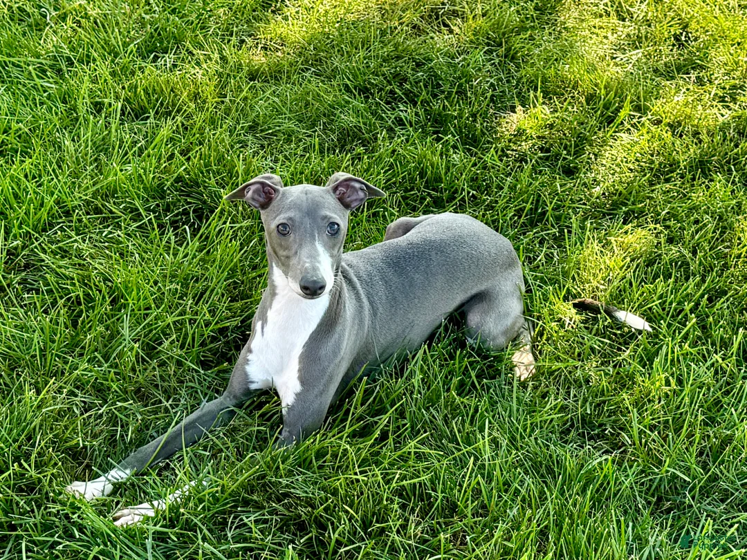 Italian Greyhound dogs for sale: KK - Ad 11