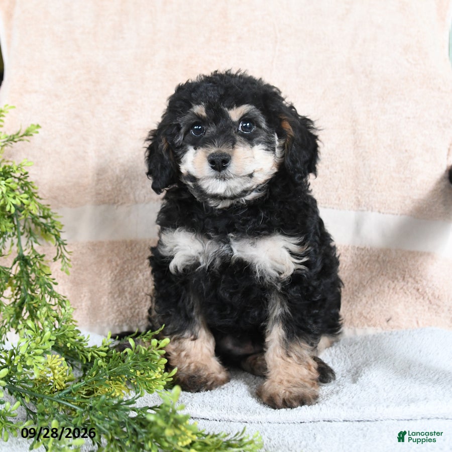 Mixed Breed dogs Turtle - Ad 2