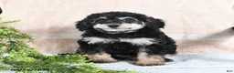 Mixed Breed dogs for sale: Turtle - Ad 2