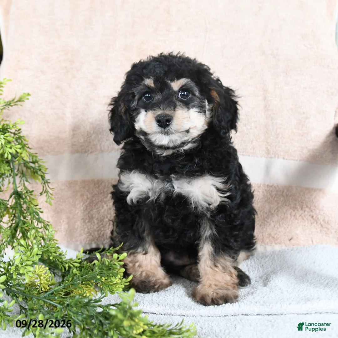 Mixed Breed dogs for sale: Turtle - Ad 2