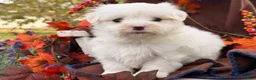 Maltese dogs for sale:  Tilly - Ad 7
