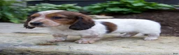 Miniature Dachshund dogs for sale: Gus - Ad 5
