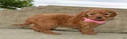 Mini Goldendoodle dogs for sale: Mini Gabby - Ad 6