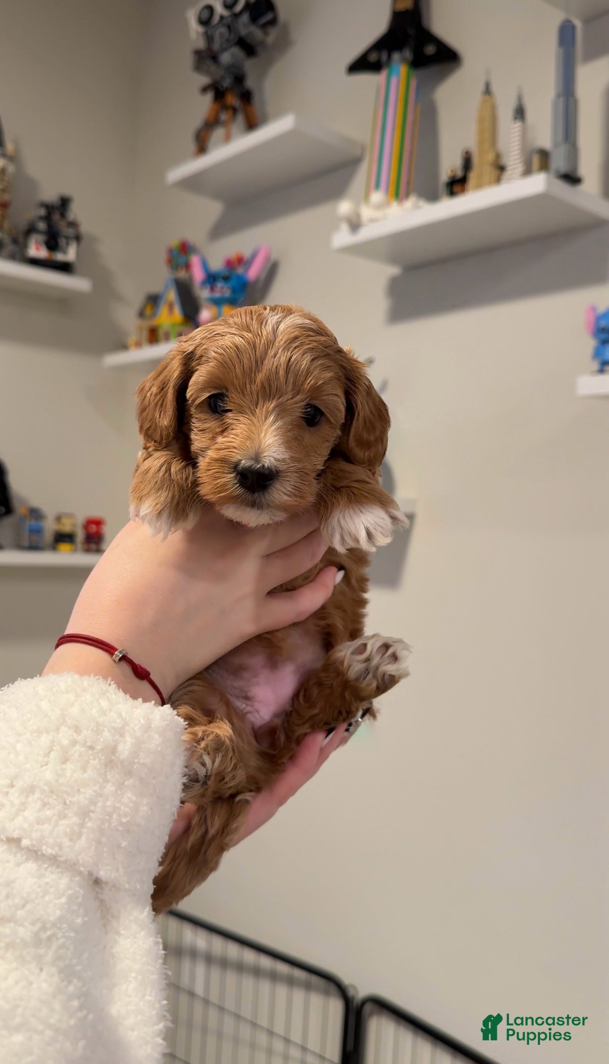 Maltipoo dogs Maltipoo Puppy 4 - Ad 42