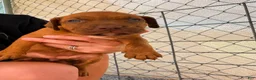 American Pit Bull Terrier dogs for sale: American Pit Bull Terrier 3 - Ad 3