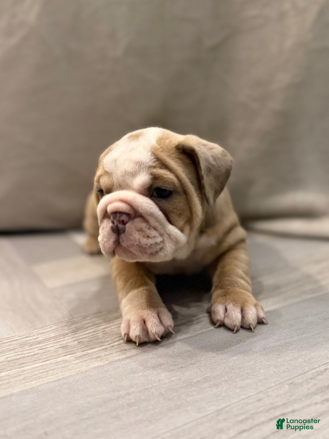English Bulldog dogs for sale: Faith - Ad 6