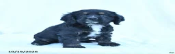 English Cocker Spaniel dogs for sale: Muffin - Ad 4