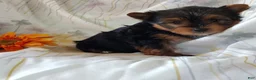 Yorkshire Terrier dogs for sale: Samantha - Ad 2