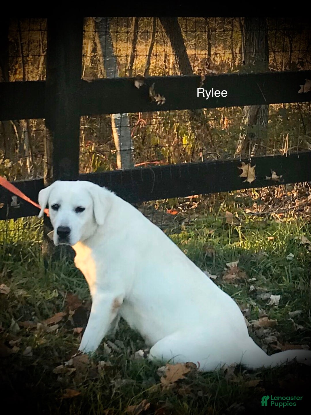 Labrador Retriever dogs for sale: Rylee - Ad 4