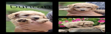 Duncan