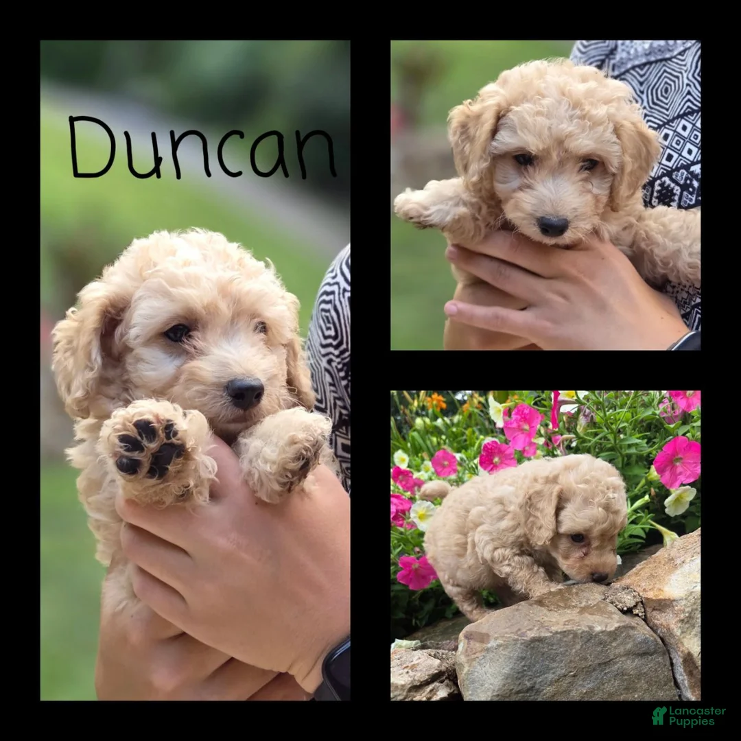 Bichpoo dogs for sale: Duncan - Ad 1