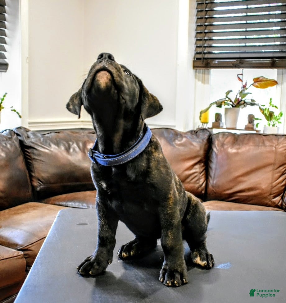 Presa Canario dogs Ms. Blue - Ad 2