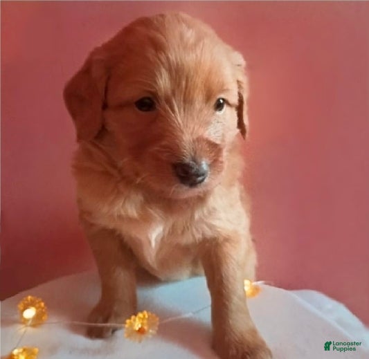 Mixed Breed dogs for sale: Rosy - Ad 4