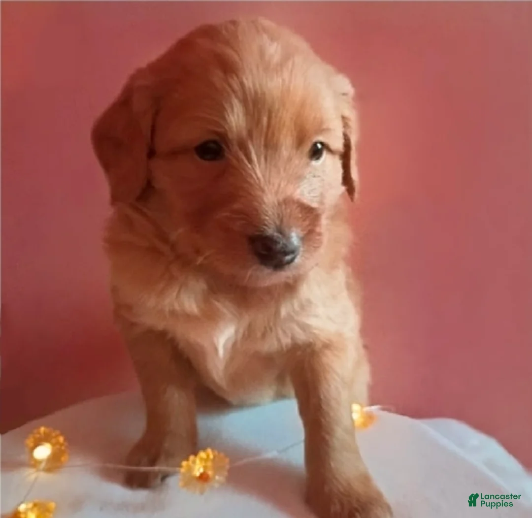 Mixed Breed dogs for sale: Rosy - Ad 1