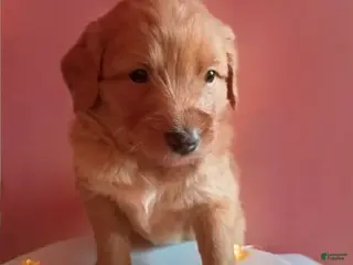 Mixed Breed dogs for sale: Rosy - Ad 4