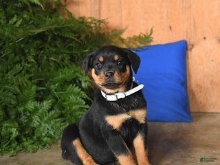 Rottweiler dogs - Ad 11