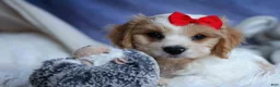 Cavachon dogs for sale: ROSCOE - Ad 13