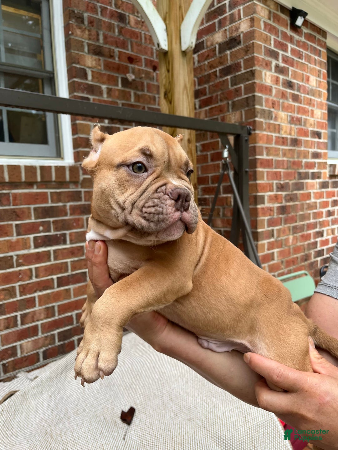 American Bully dogs for sale: Jax - Ad 2