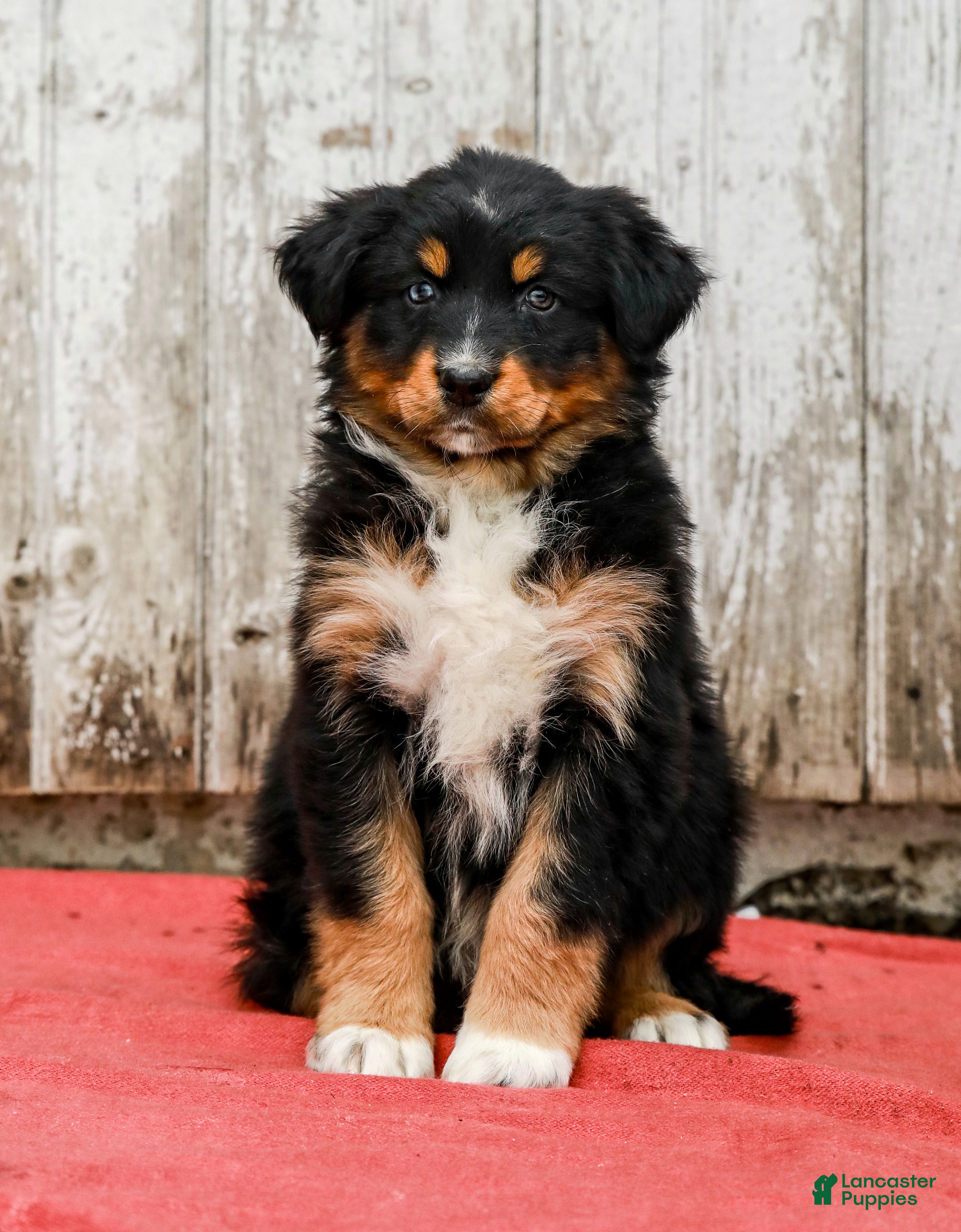 Australian Shepherd dogs Joy - Ad 2