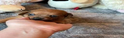 Dachshund dogs for sale: Dachshund 1 - Ad 17