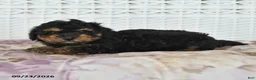 Miniature Poodle dogs for sale: Colton - Ad 4