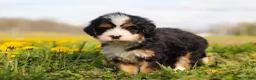 Mini Bernedoodle dogs for sale: Amiee - Ad 6