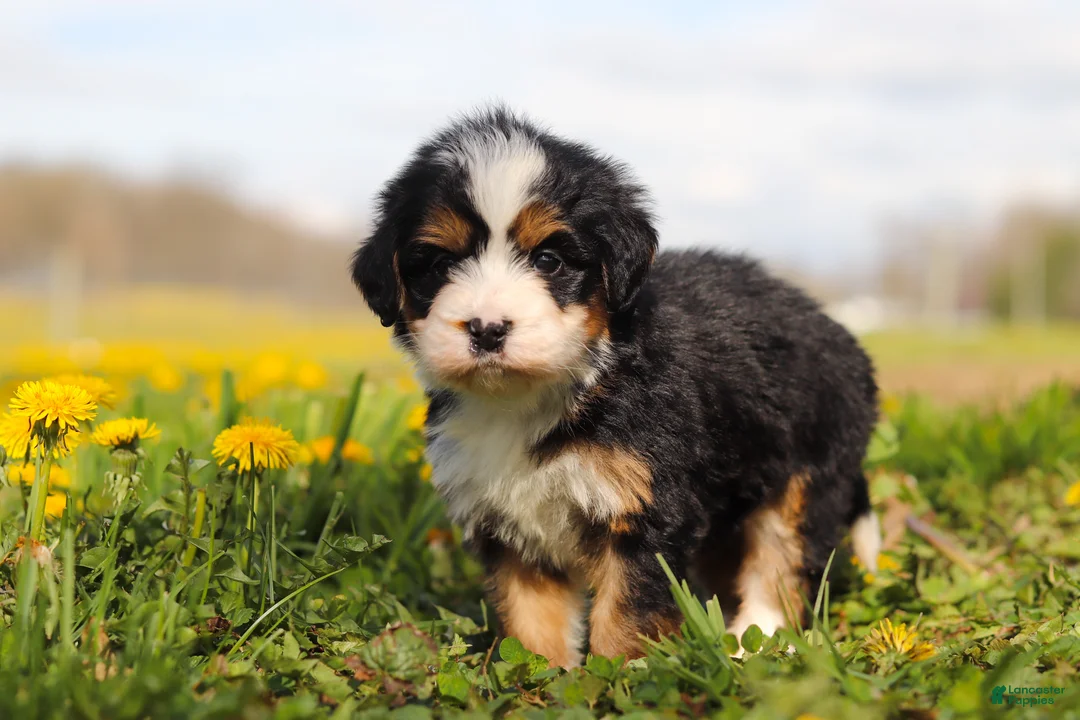 Mini Bernedoodle dogs for sale: Amiee - Ad 6