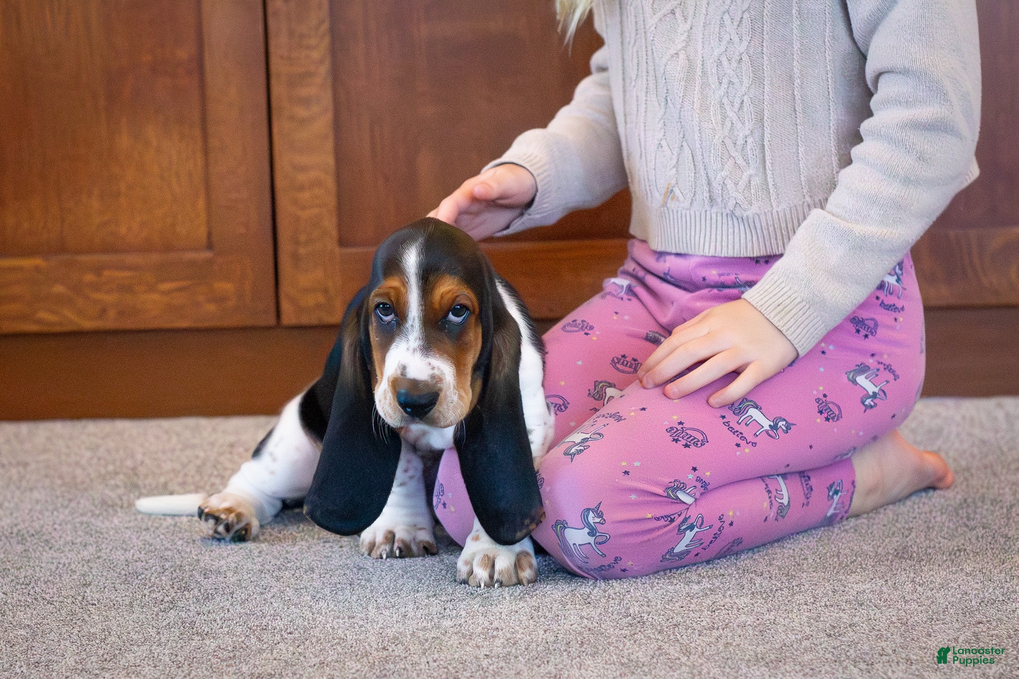 Basset Hound dogs Mackenzie - Ad 2