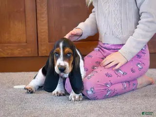 Basset Hound dogs Mackenzie - Ad 2