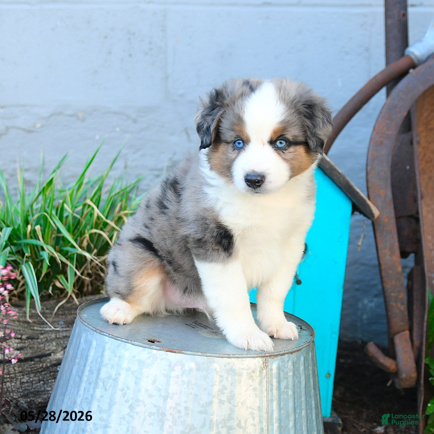 Miniature Australian Shepherd dogs Johnny - Ad 2