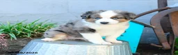 Miniature Australian Shepherd dogs for sale: Johnny - Ad 2