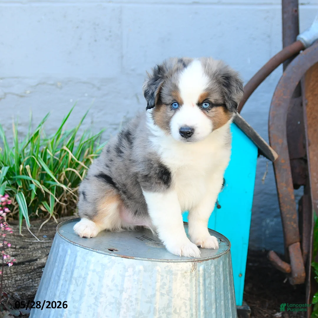 Miniature Australian Shepherd dogs for sale: Johnny - Ad 2