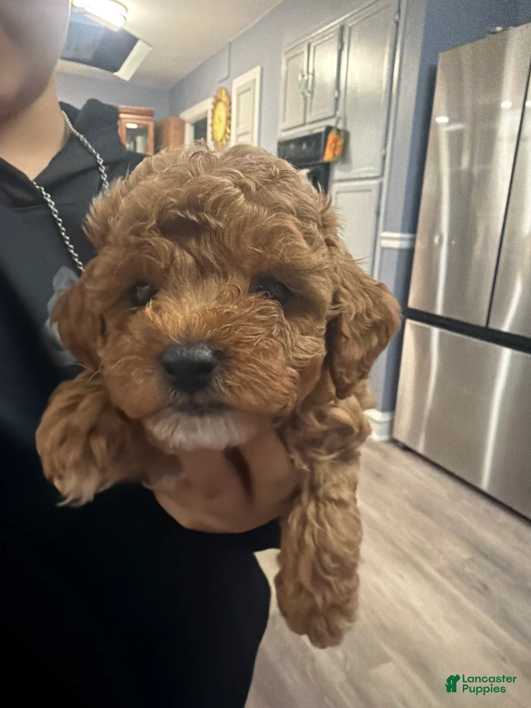 Miniature Poodle dogs for sale: Dom - Ad 1