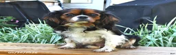 Cavalier King Charles Spaniel dogs for sale: Minnie - Ad 4
