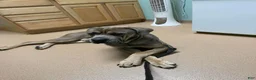 Cane Corso dogs for sale: Cane Corso 2 - Ad 31