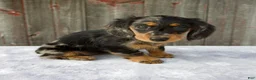 Miniature Dachshund dogs for sale: Madi - Ad 3