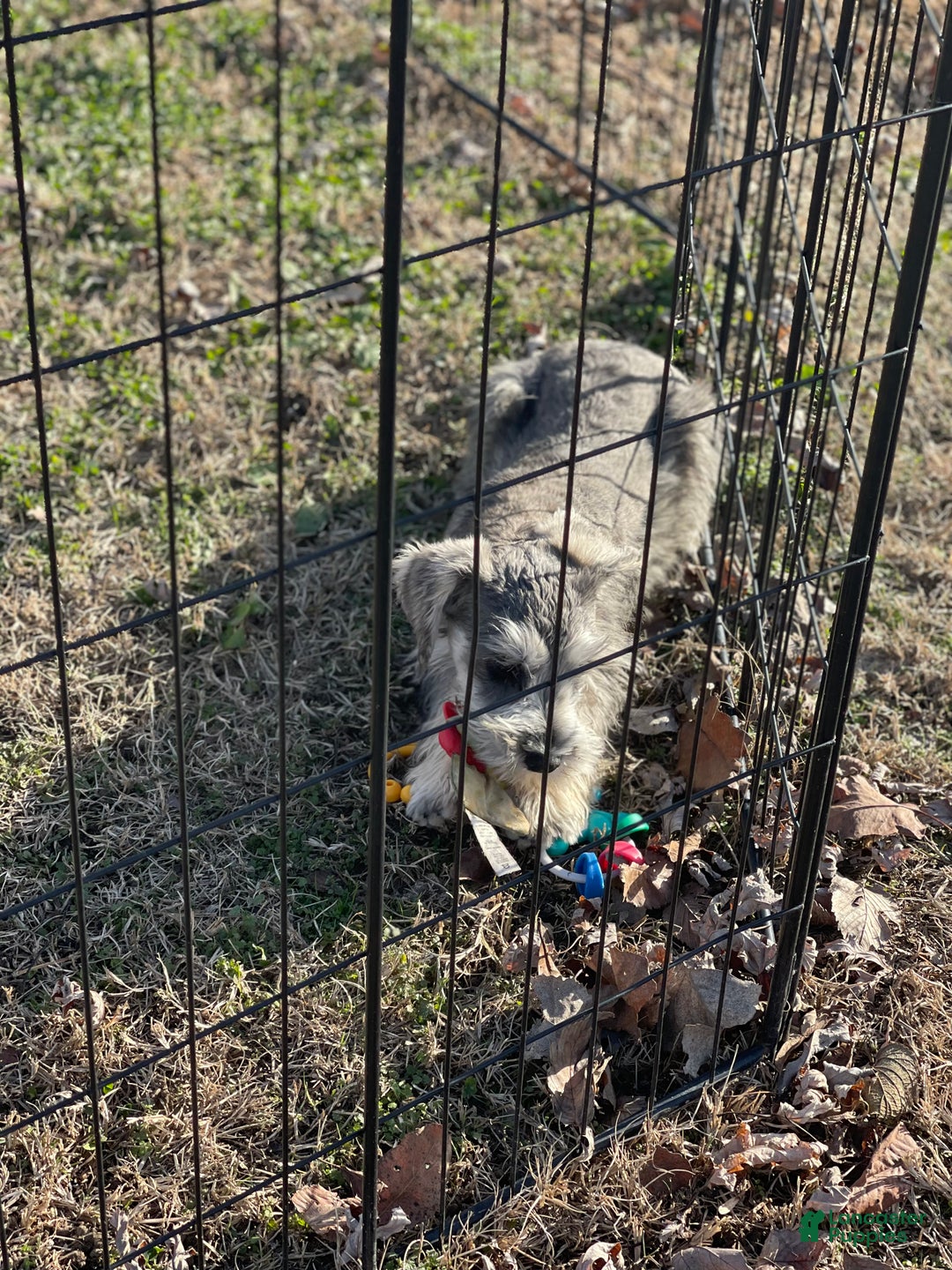 Miniature Schnauzer dogs for sale: Miniature Schnauzer Puppy 2 - Ad 1