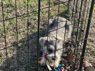 Miniature Schnauzer dogs Miniature Schnauzer Puppy 1 - Ad 3
