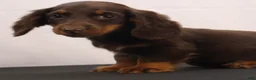 Dachshund dogs for sale: mandy - Ad 6