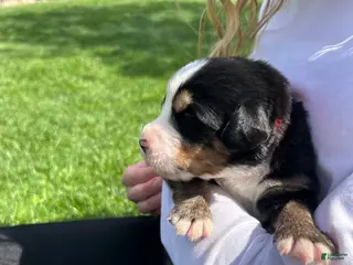 Bernese Mountain Dog dogs Bernese Mountain Dog Puppy 2 - Ad 42