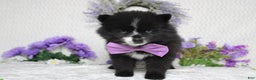Pomsky dogs for sale: Luey  - Ad 6